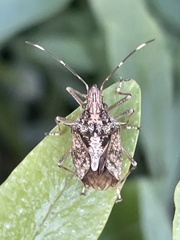 Bromocoris souefi