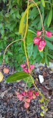 Paullinia pinnata