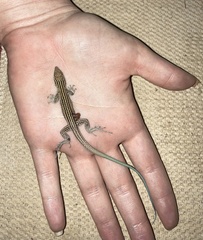 Aspidoscelis neomexicanus