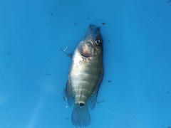 Mayaheros urophthalmus