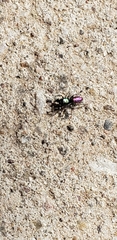 Salticus peckhamae