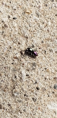 Salticus peckhamae