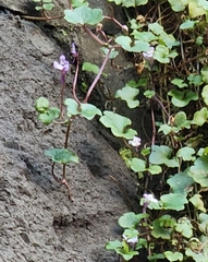Cymbalaria muralis