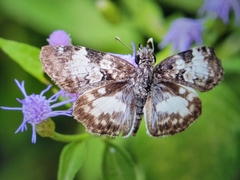 Chiomara georgina