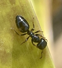 Colobopsis gasseri