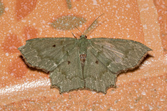 Episothalma robustaria