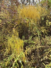 Asparagus officinalis