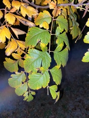 Acer negundo