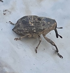 Eutyrhinus meditabundus