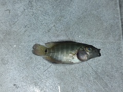 Mayaheros urophthalmus