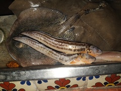 Urobatis jamaicensis