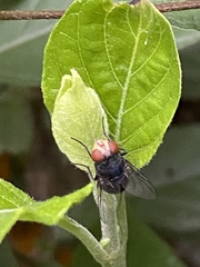 Diptera
