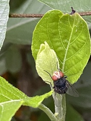 Diptera