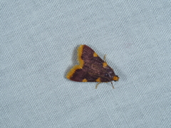 Hypsopygia flavamaculata