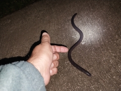 Gymnopis multiplicata