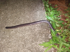 Gymnopis multiplicata