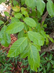 Juglans