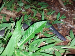 Gymnopis multiplicata