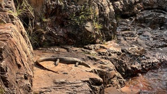 Varanus mertensi