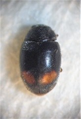 Nephus binaevatus