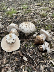 Amanita ochrophylla