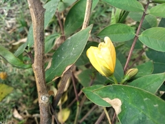 Senna occidentalis