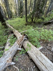Ramaria cystidiophora
