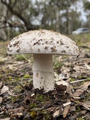 Amanita ochrophylla