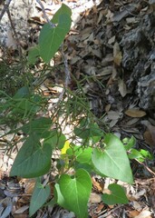 Matelea edwardsensis