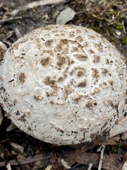 Amanita ochrophylla