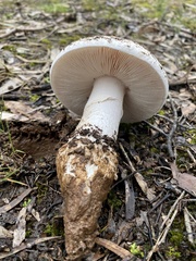 Amanita ochrophylla