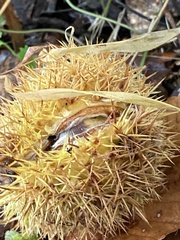 Castanea sativa