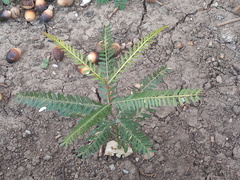 Phyllanthus urinaria