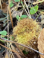 Castanea sativa