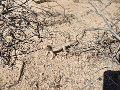 Dipsosaurus dorsalis