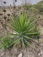 Yucca aloifolia
