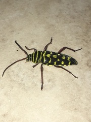 Placosternus difficilis