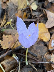 Crocus kotschyanus