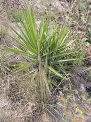 Yucca aloifolia