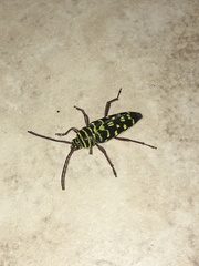 Placosternus difficilis