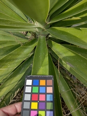 Yucca aloifolia