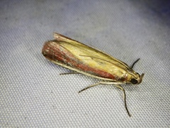 Oncocera semirubella