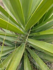 Yucca aloifolia