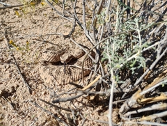 Crotalus cerastes