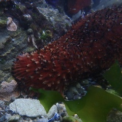 Apostichopus parvimensis