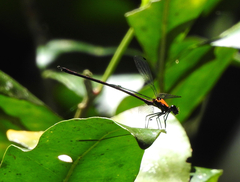 Austroargiolestes chrysoides