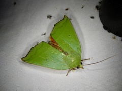 Clethrophora distincta