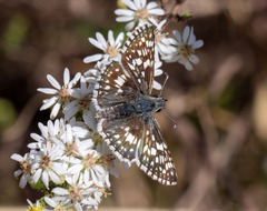 Burnsius communis