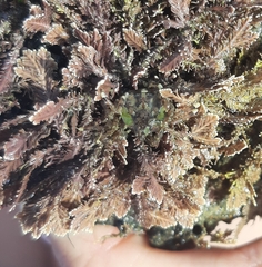 Halicarcinus