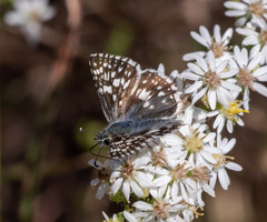 Burnsius communis